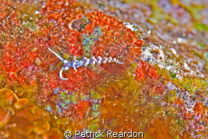 4-mm Flambellina bicolor.  40 to 60 feet, Reef's End, Mol... by Patrick Reardon 
